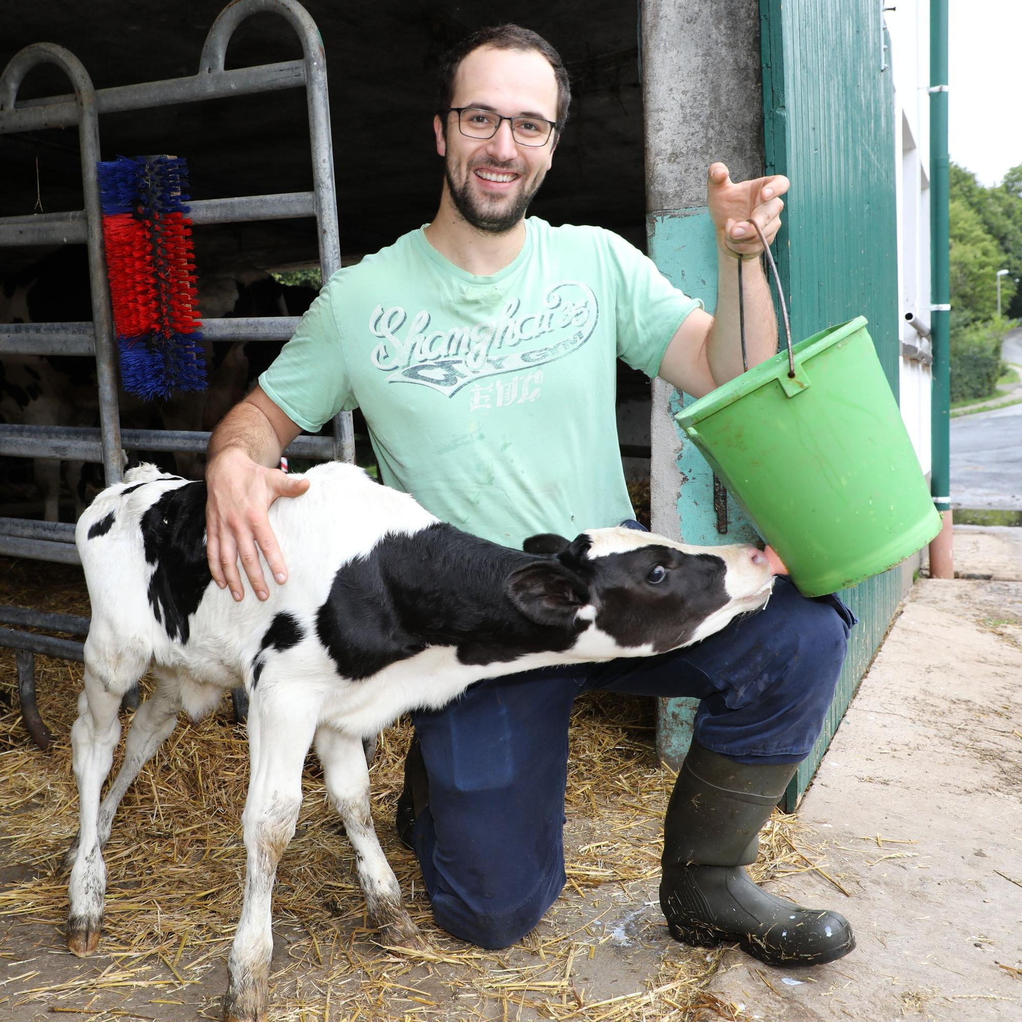 Ein Landwirt füttert ein junges Kalb mit Milch aus einem Eimer.
