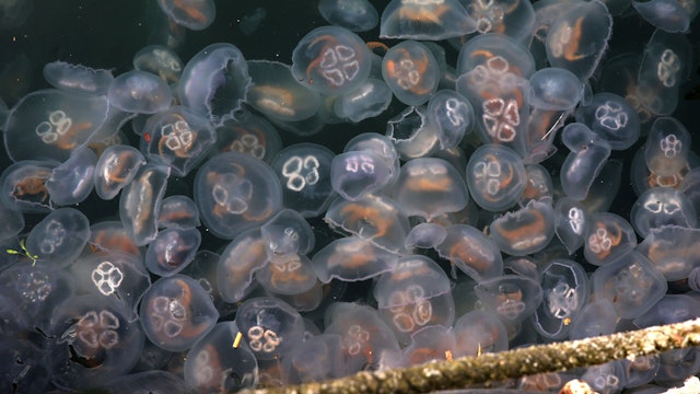 Quallen, hier an der Kieler Förde