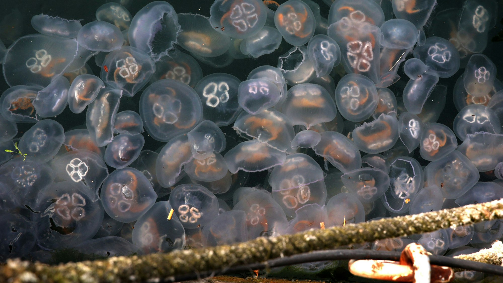 Quallen, hier an der Kieler Förde