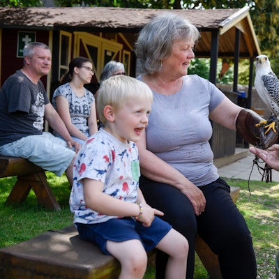 Ein Falkner hat einer Frau einen Greifvogel auf die Hand gesetzt. Ein kleiner Junge schaut zu.