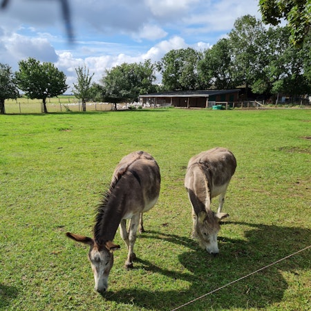 Die Esel und Gänse am Thorrer Wiebachhof werden nicht von einer Kiesgrube gestört werden, wenn der Regionalrat demnächst beschließen soll, dass keine neuen Kiesgruben im Gebiet des Tagebaus genehmigt werden.