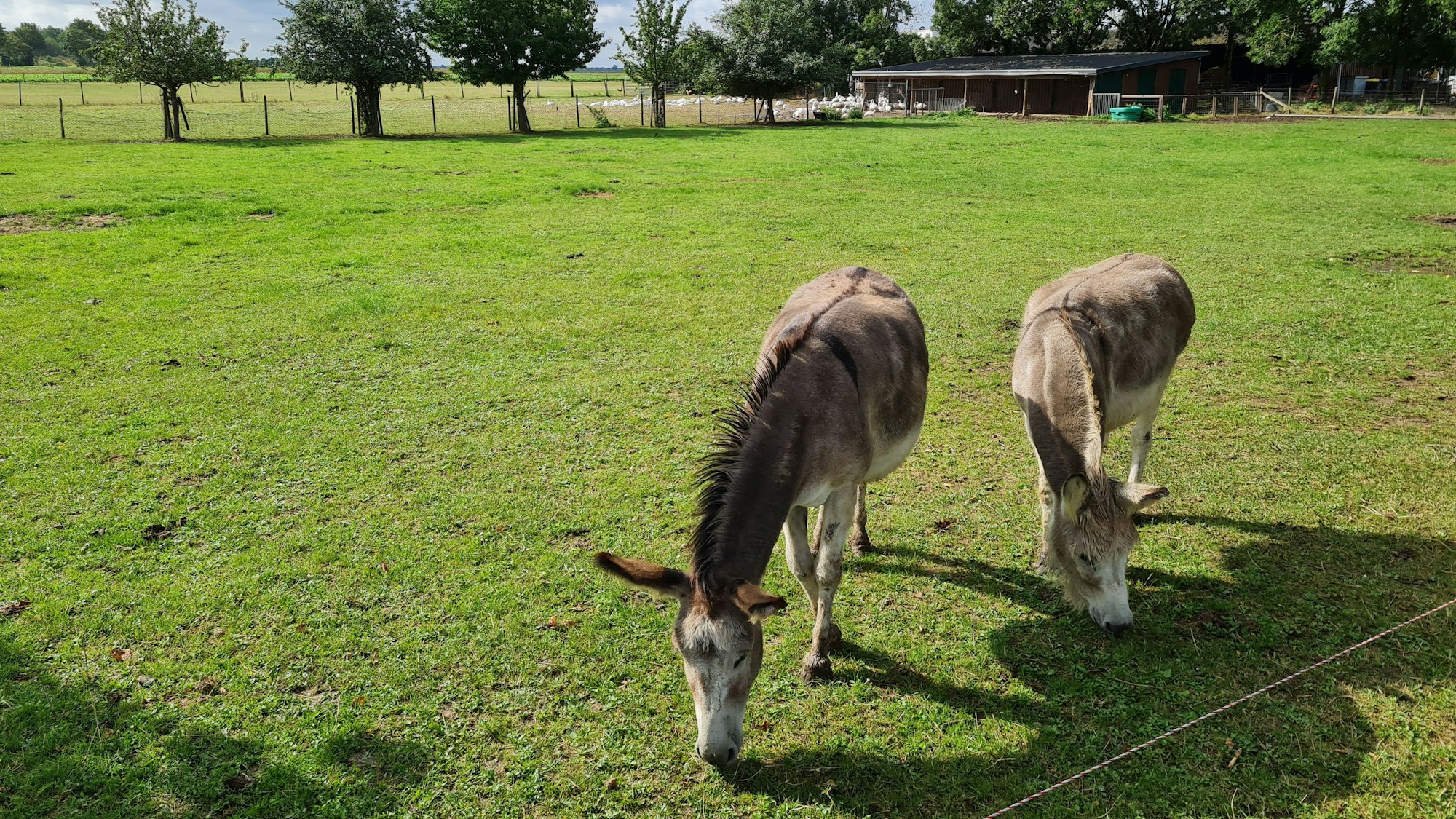 Die Esel und Gänse am Thorrer Wiebachhof werden nicht von einer Kiesgrube gestört werden, wenn der Regionalrat demnächst beschließen soll, dass keine neuen Kiesgruben im Gebiet des Tagebaus genehmigt werden.