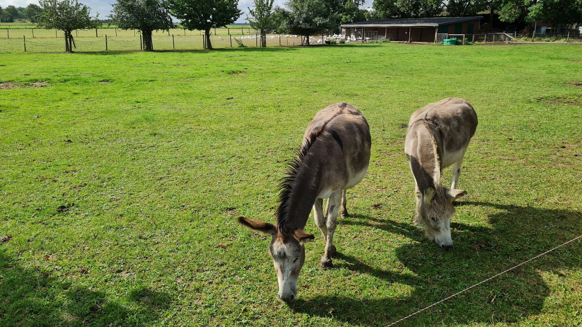 Zwei Esel grasen auf einer Wiese, im Hintergrund sind Gänse zu sehen.