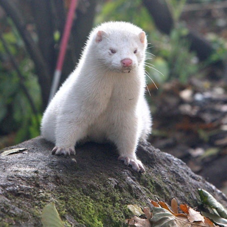 Ein Nerz sitzt auf einem Felsen. (Symbolbild)