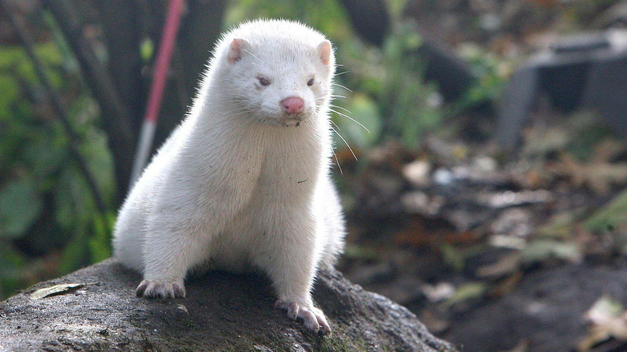Ein Nerz sitzt auf einem Felsen. (Symbolbild)