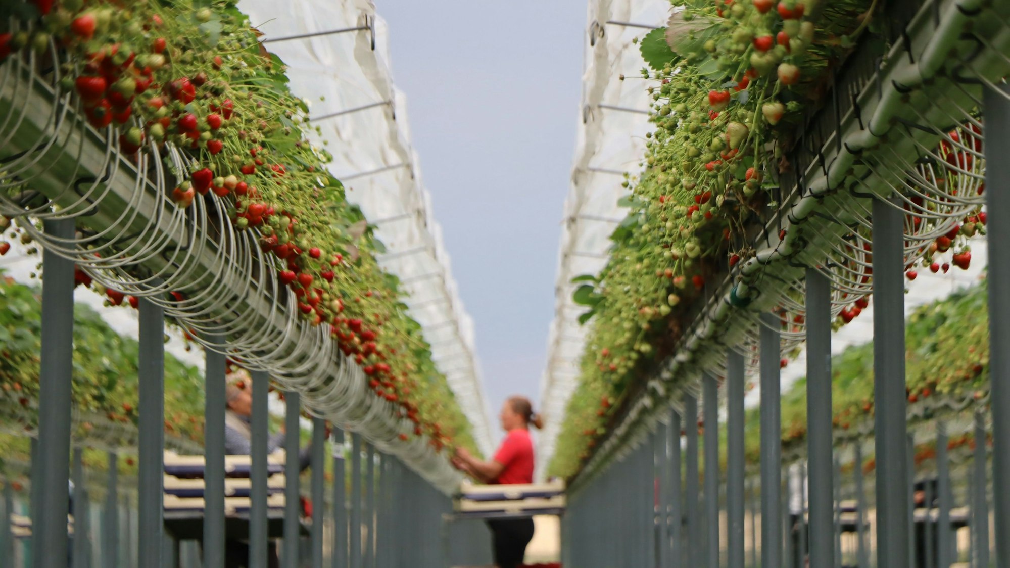 In den Stellagen der Familie Hensen in Swisttal ist die Erdbeerernte noch lange nicht abgeschlossen.