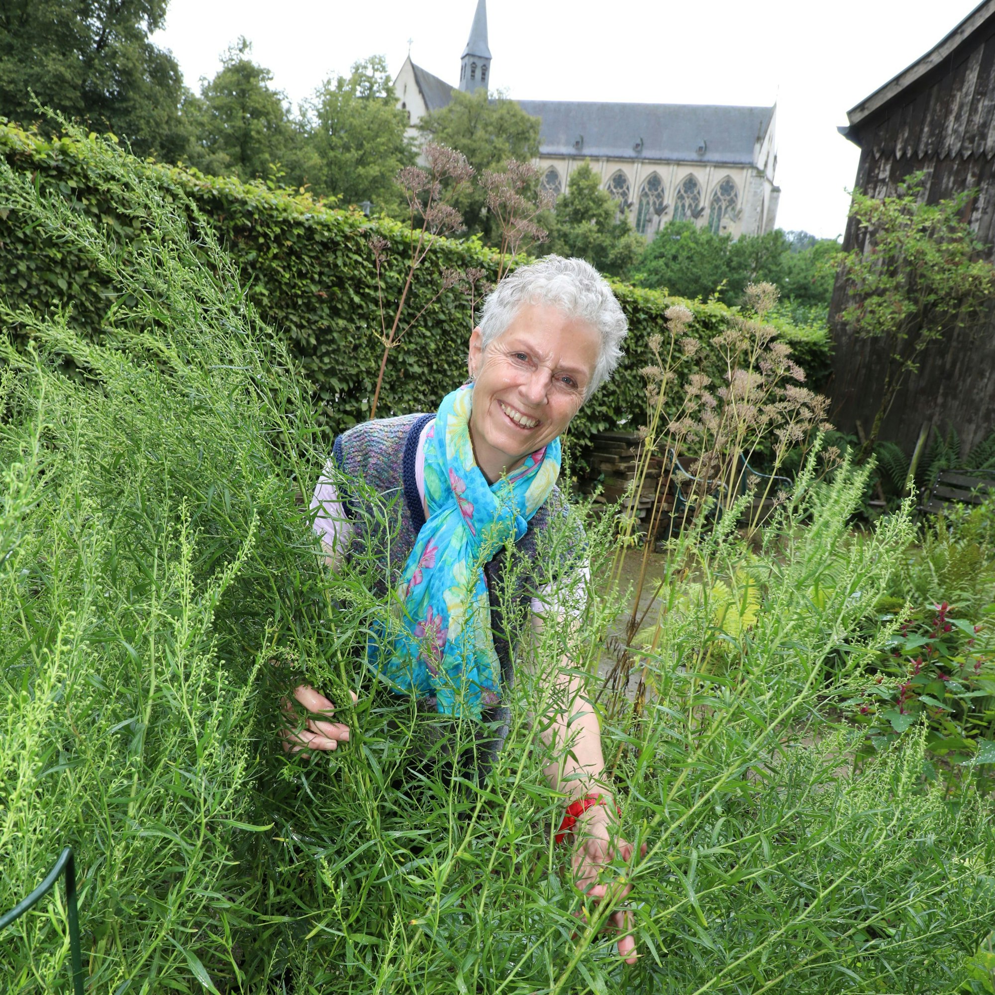 Resi Hembach bindet Kräuterstauden im Altenberger Kräutergarten hoch. Im Hintergrund ist der Altenberger Dom zu sehen.