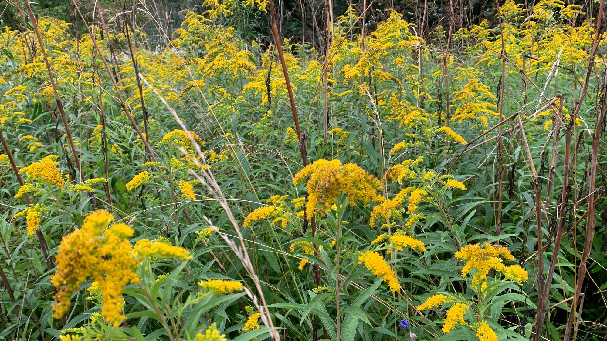 Die gelben Blüten des Gilbweiderich sind schon von weitem zu sehen.
