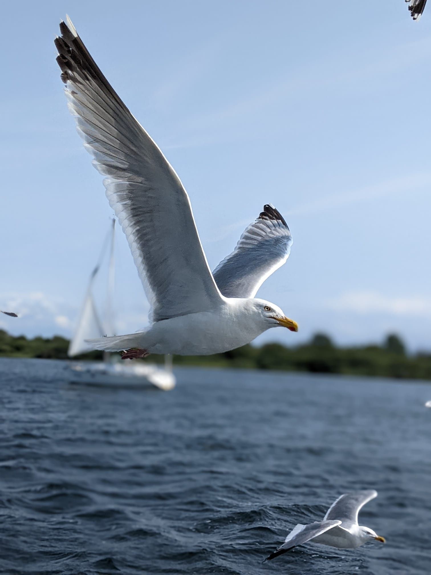 Das Bild zeigt eine Möwe im Flug.