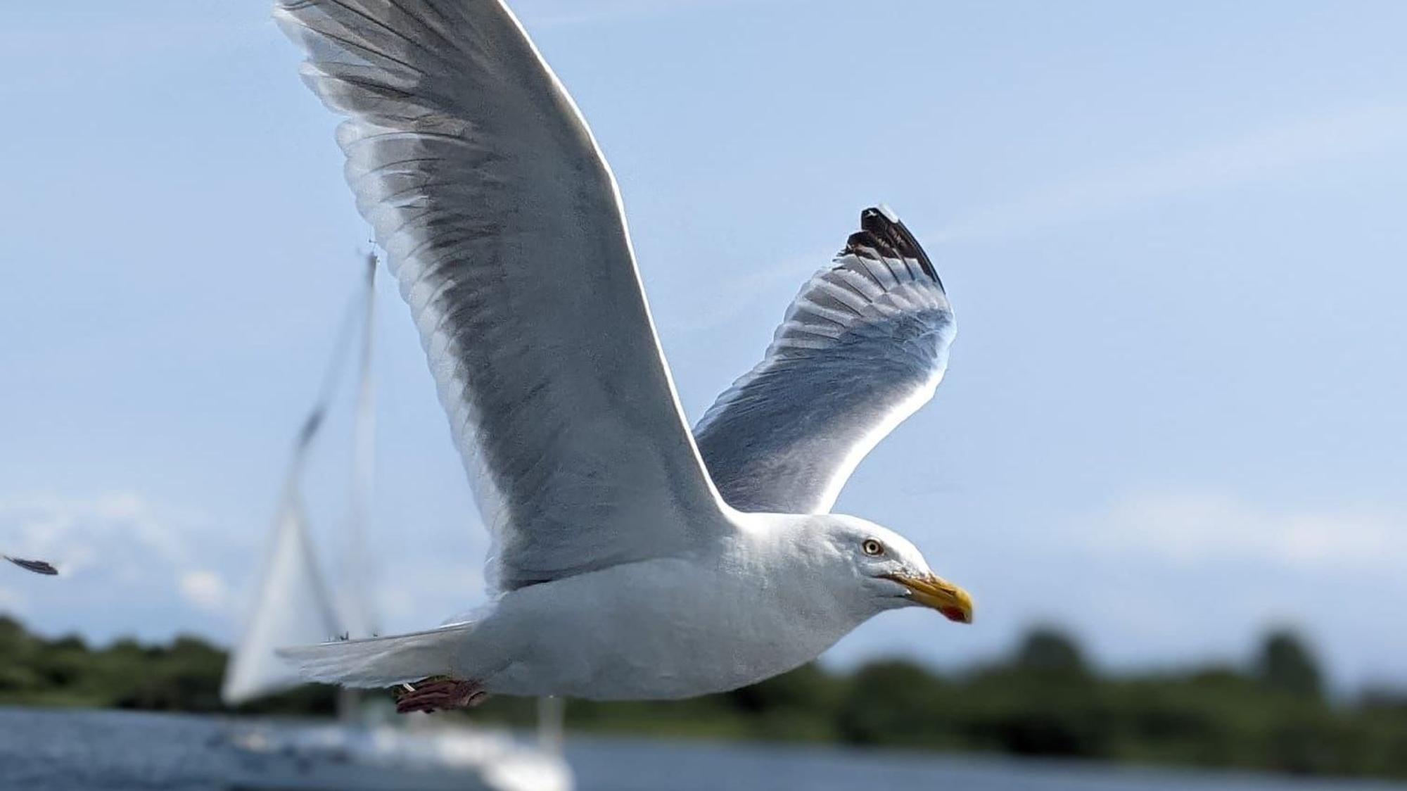 Das Bild zeigt eine Möwe im Flug.