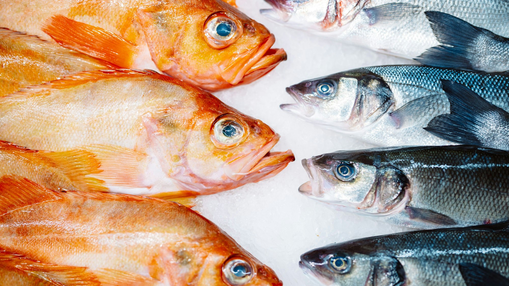 Die Fischauswahl im Mare Atlantico ist groß.