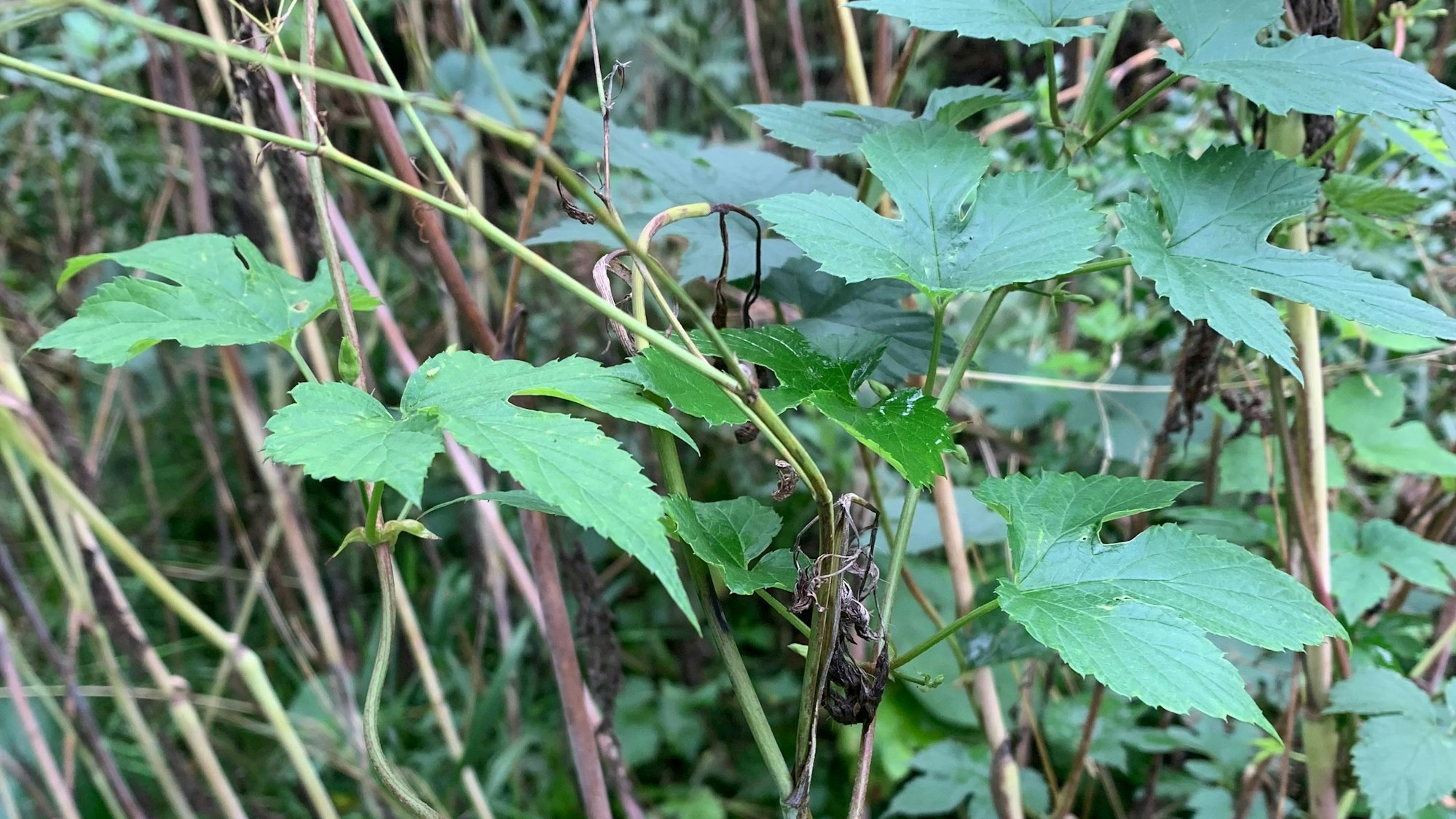 Das dreigeteilte Blatt von wildem Hopfen ist gut zu erkennen.
