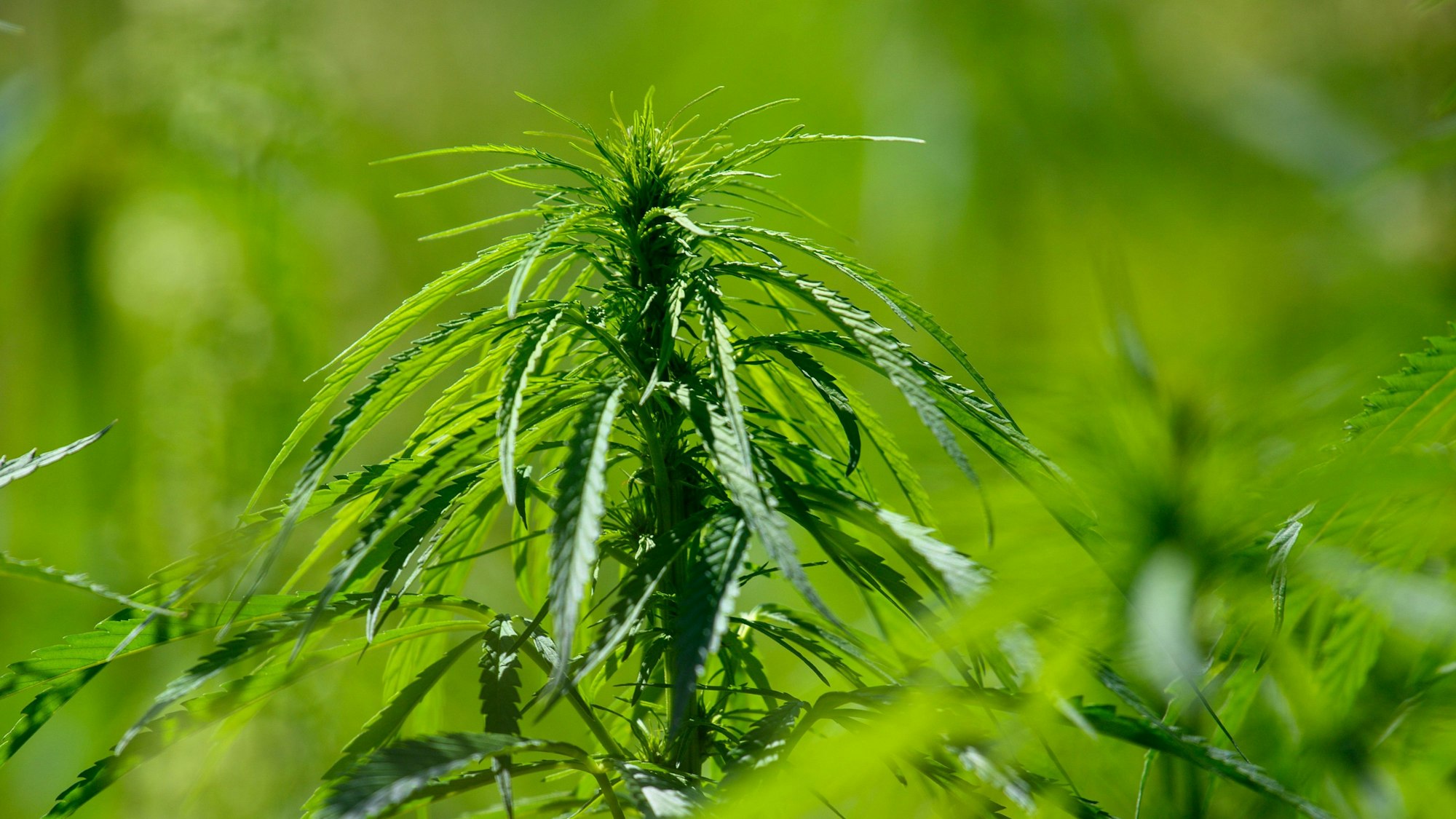 Eine Cannabis-Pflanze im Detail.