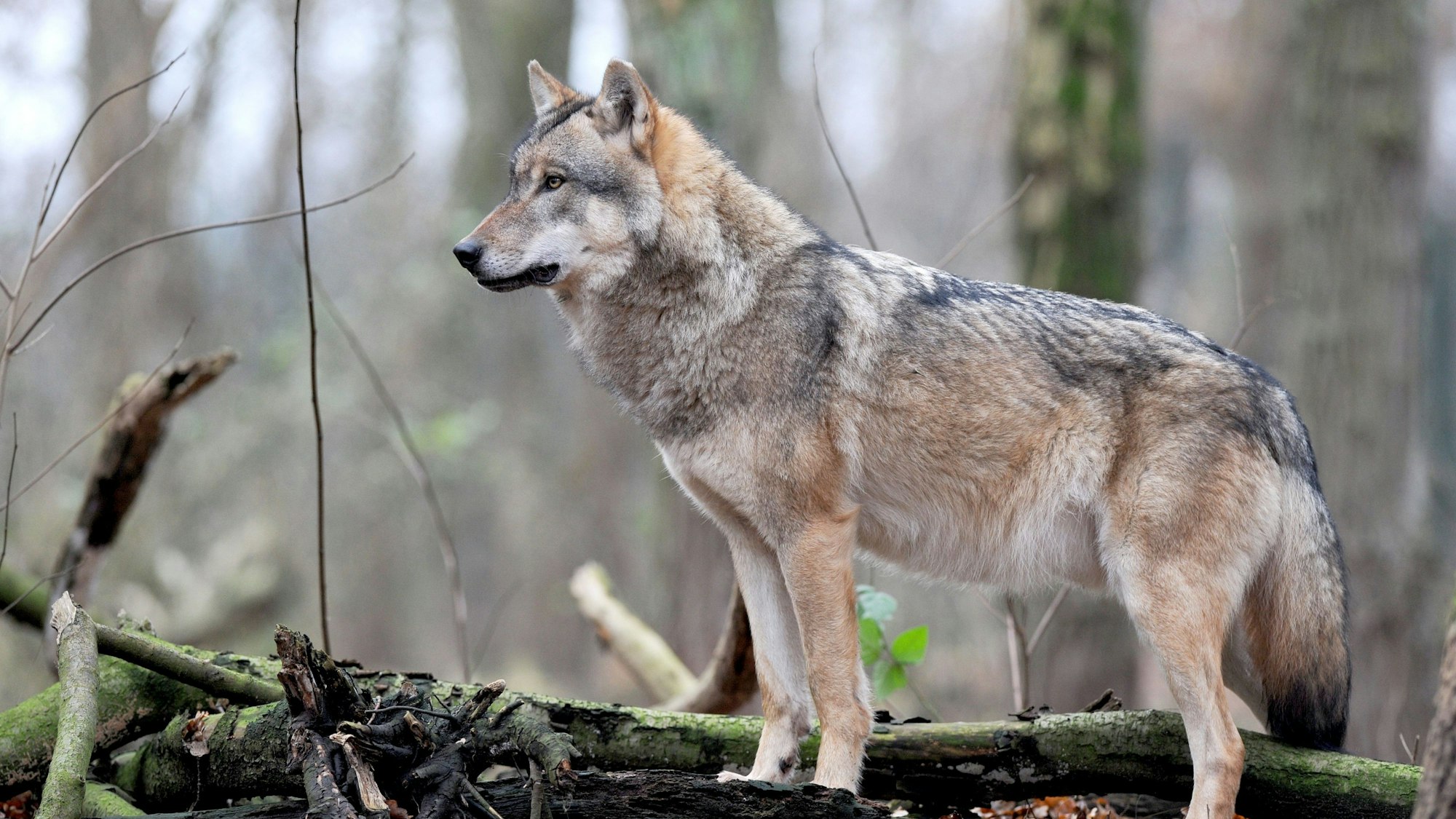 Ein europäischer Grauwolf steht in einem der weitläufigen Gehege des Wolfscenters von Dörverden.