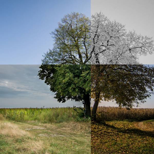 Ein Baum, der in seiner Vegetation alle vier Jahreszeiten zeigt.