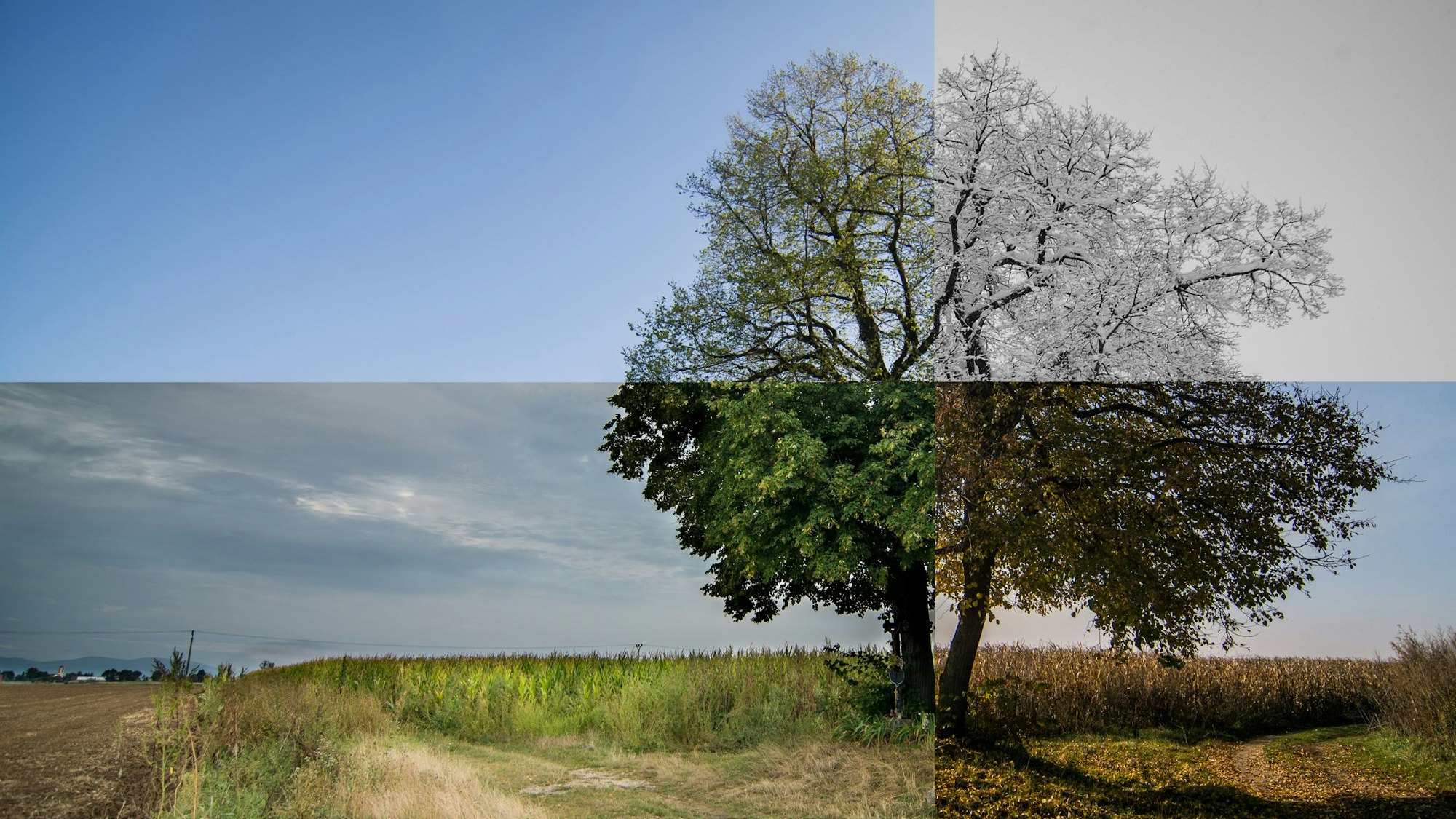 Ein Baum, der in seiner Vegetation alle vier Jahreszeiten zeigt.