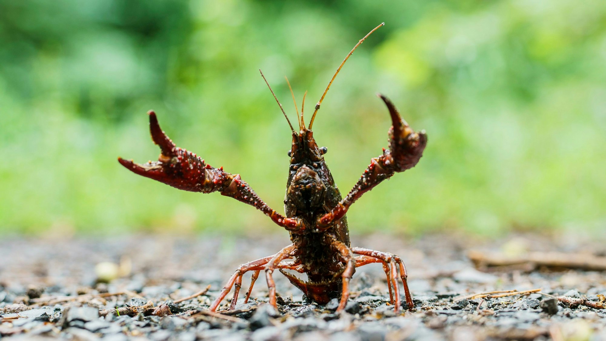 Ein Sumpfkrebs stellt sich einem Angreifer entgegen.