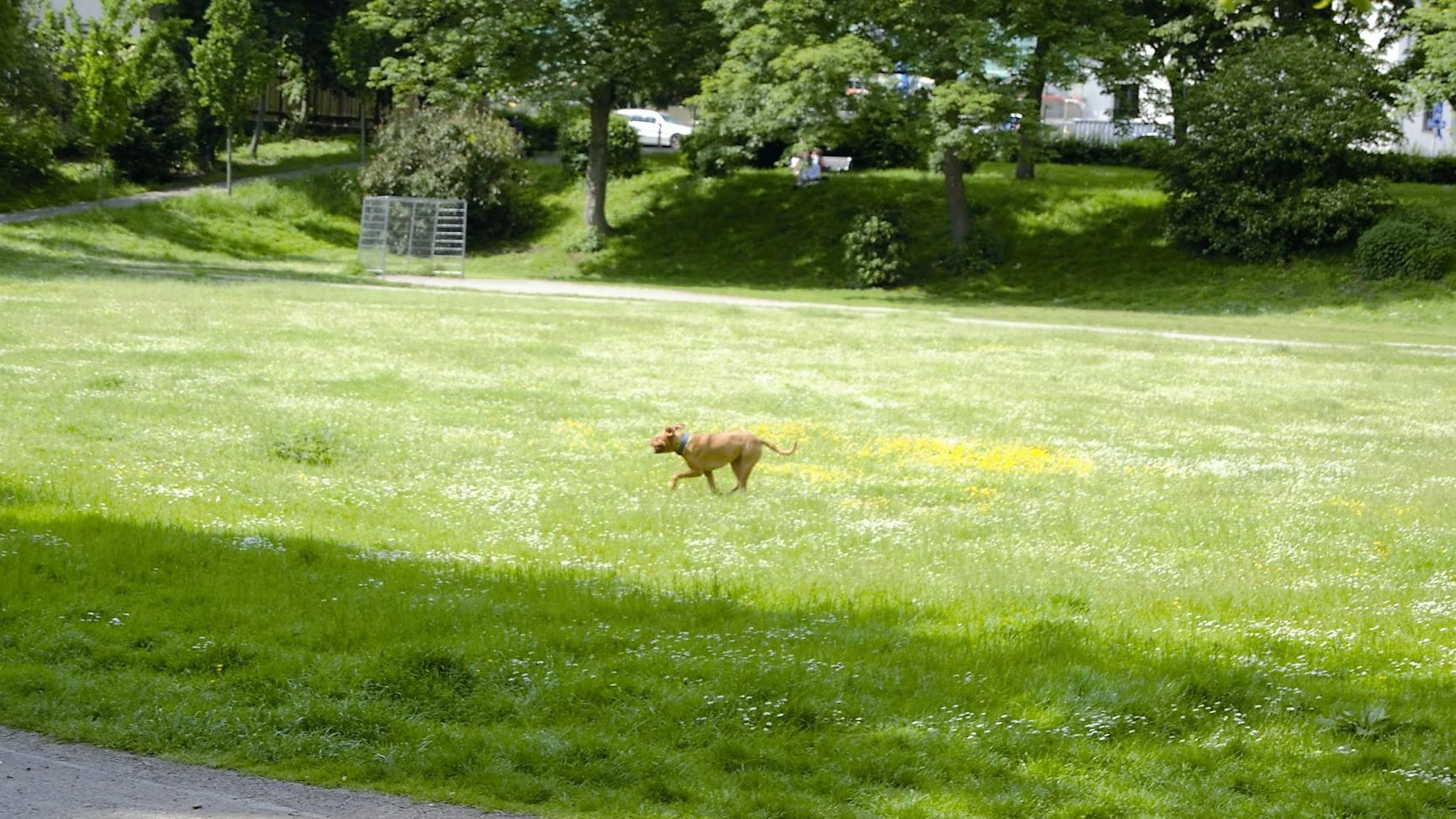 Zollstock. Symbolbild für illegalen Hundefreilauf