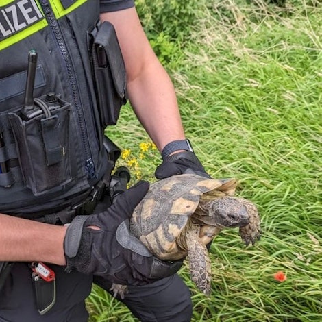 Gerettete Schildkröte auf der Autobahn 1