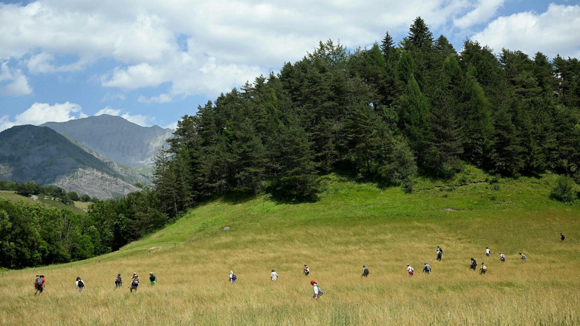 Freiwillige und Polizei suchen bei Le Vernet nahe der französischen Alpen nach dem vermissten Zweijährigen Émile in einem großen Feld und einem Waldstück. Im Hintergrund sind die französischen Alpen zu sehen.