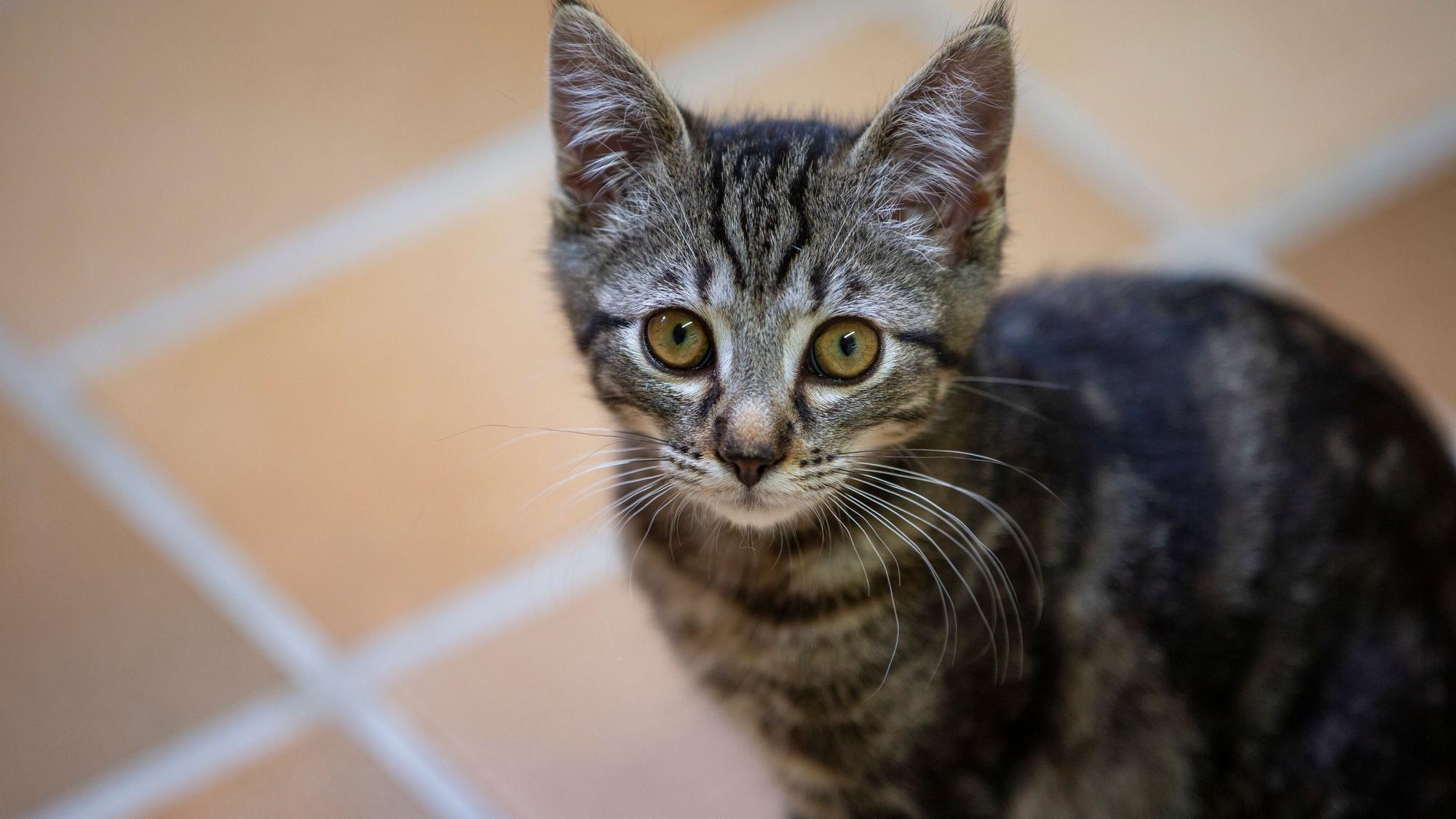 . Eine junge, graugetigerte Katze sieht mit traurigem Blick in die Kamera.