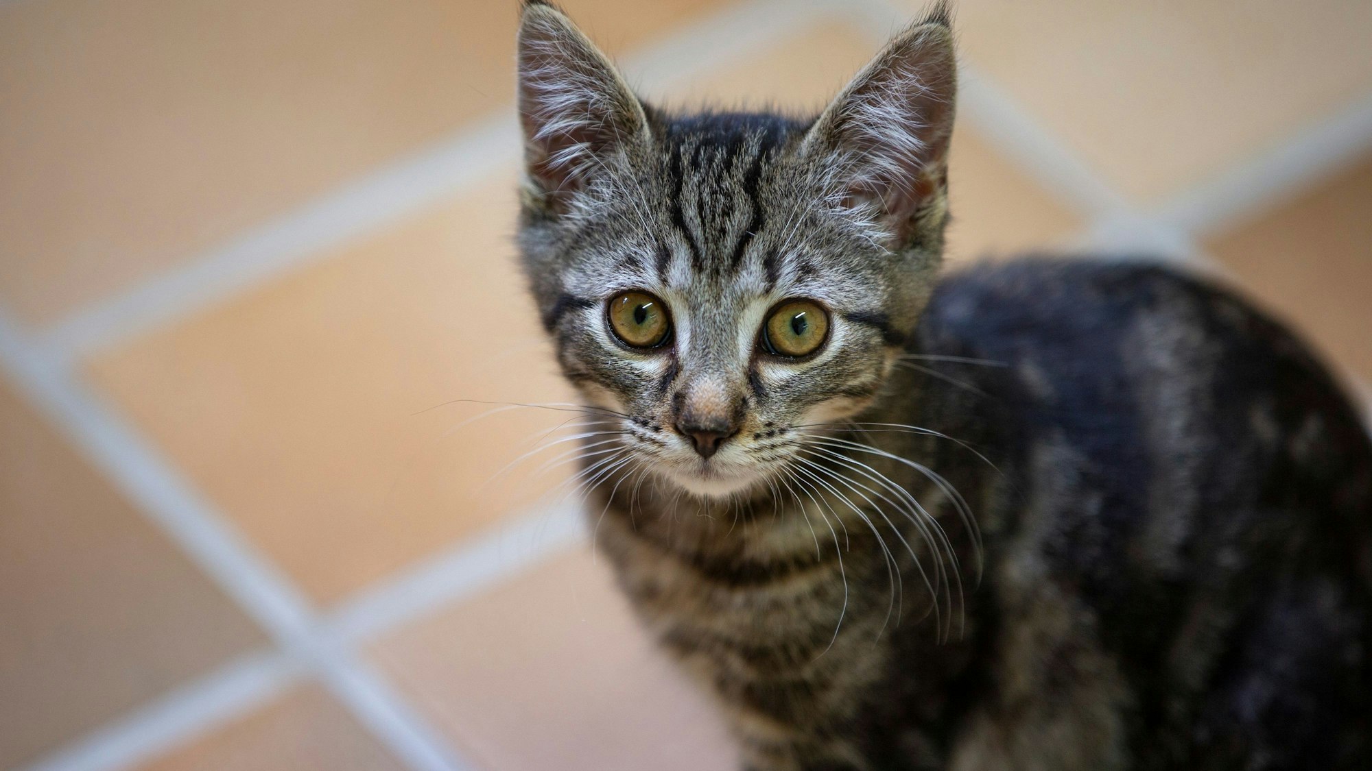 . Eine junge, graugetigerte Katze sieht mit traurigem Blick in die Kamera.