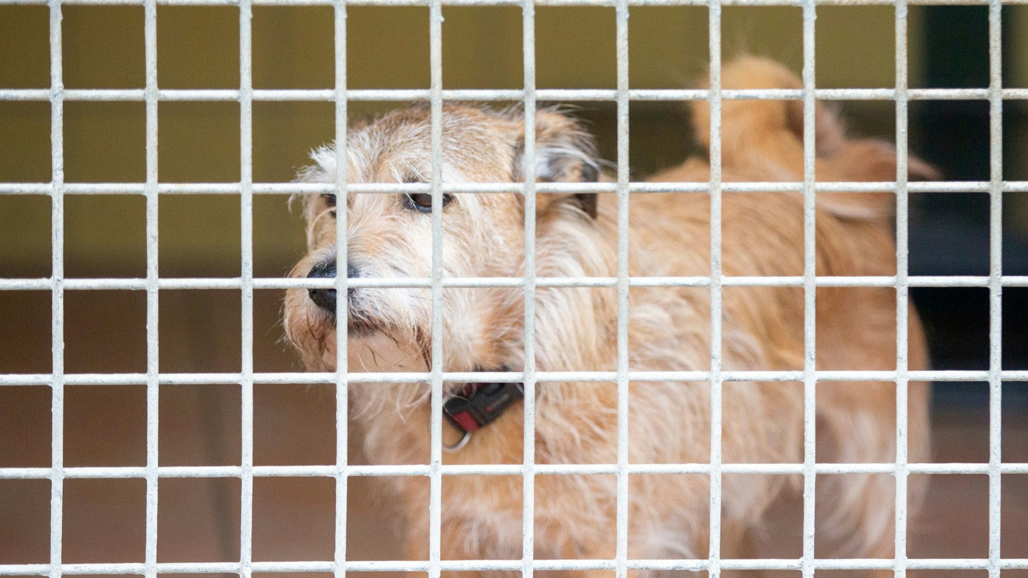 Ein hellbrauner struppiger Hundemischling steht in seinem vergitterten Zwinger.