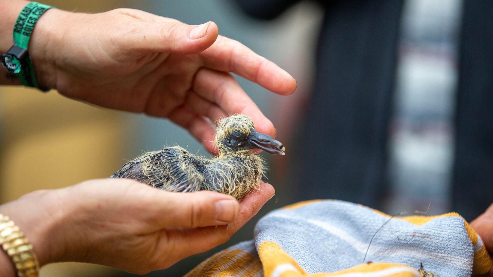 Ein Vögelchen, dass noch Teile des geben Flaumgefieders hat und sehr mitgenommen aussieht, sitzt in der Hand einer Tierheimmitarbeiterin.
