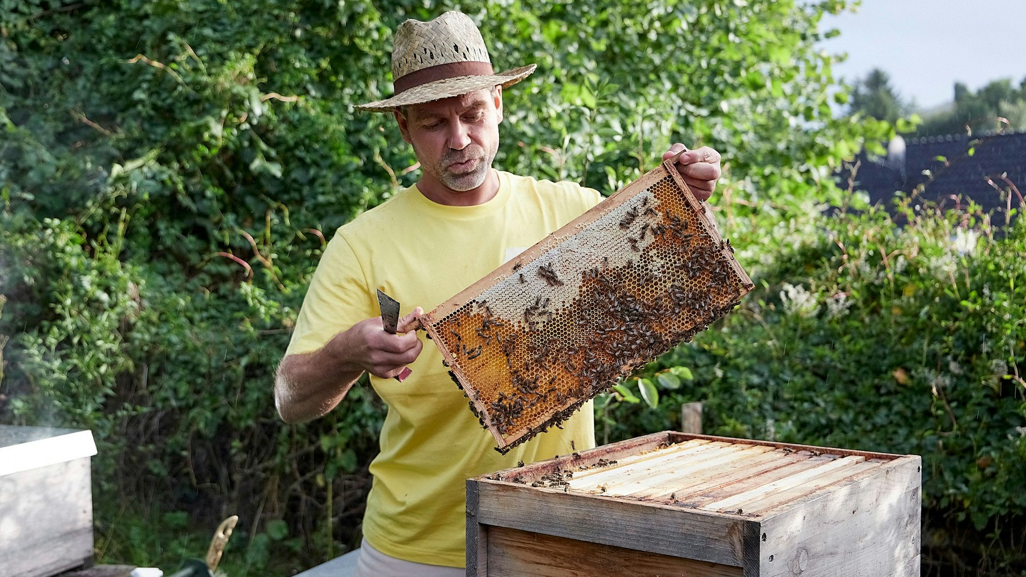 Imker Oliver Tretbar hält eine Wabe mit Bienen in beiden Händen.