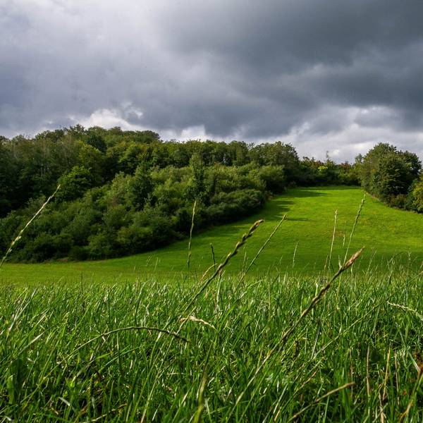 Das Bild zeigt einen Wiesenhang, gesäumt von Wald.
