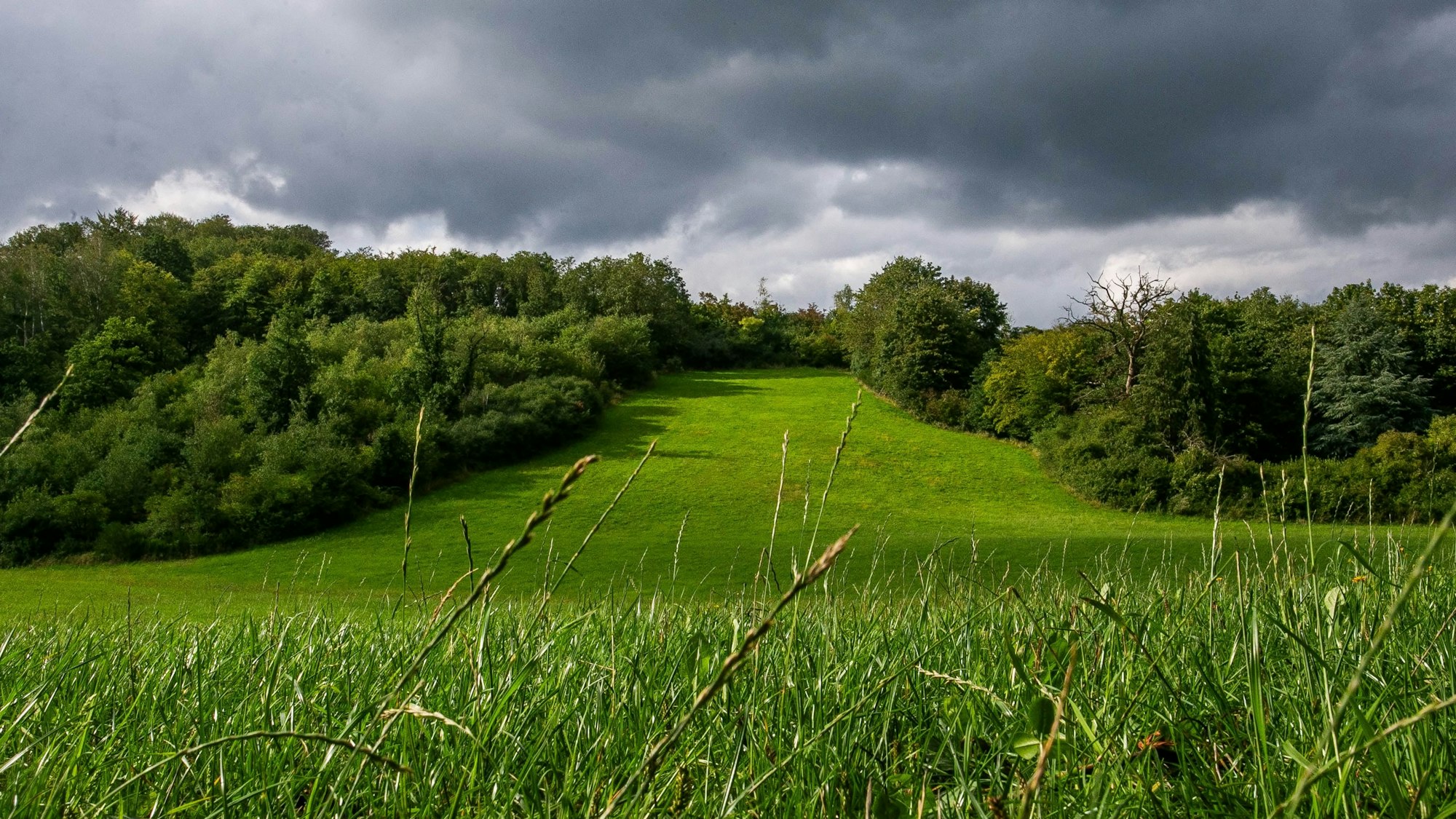 Das Bild zeigt einen Wiesenhang, gesäumt von Wald.