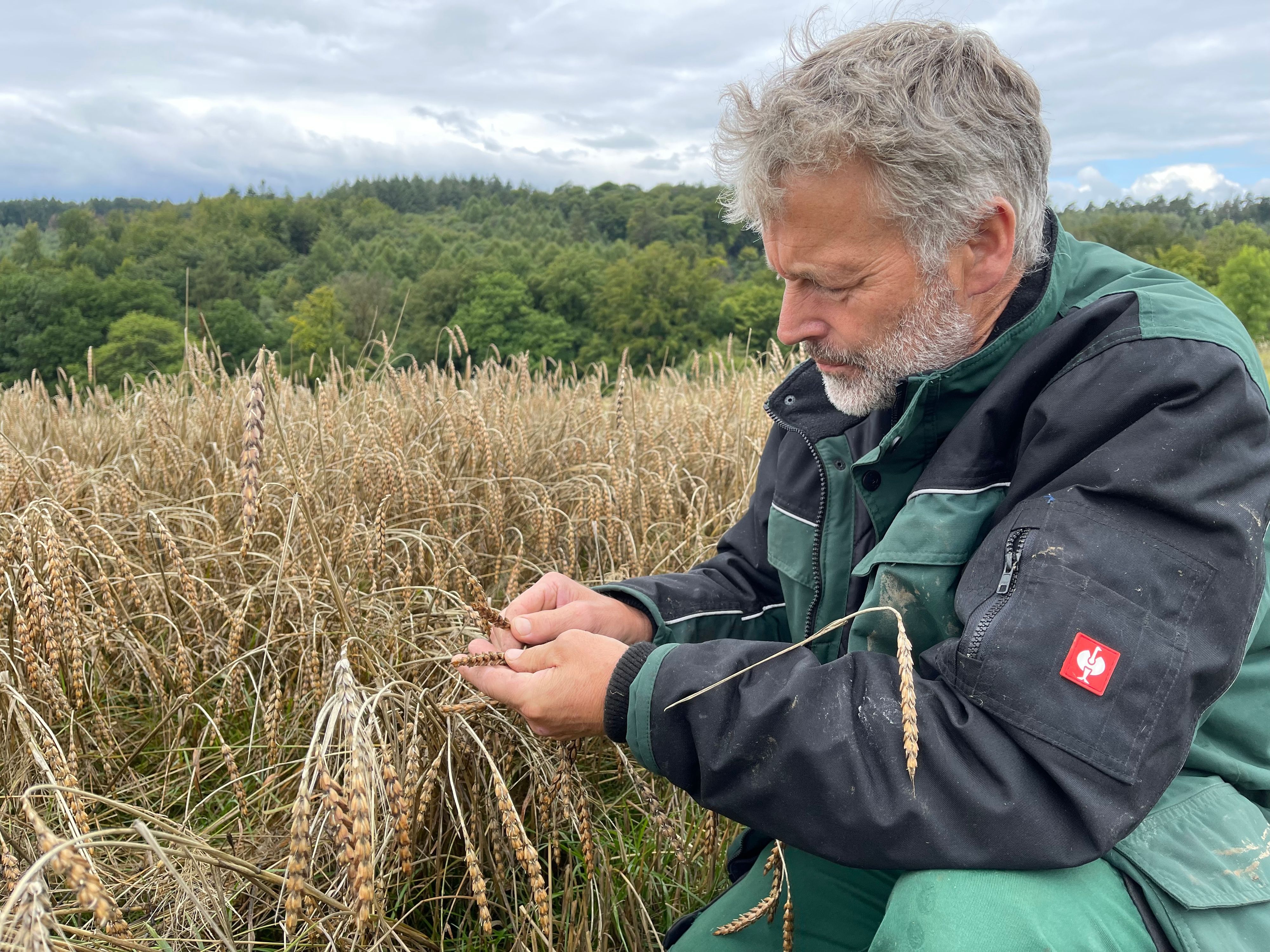 Biobauer Bernd Schmitz aus Hennef an seinem Dinkelfeld: Ein bärtiger Mann in Arbeitskleidung hält prüfend einige Ähren in der Hand.