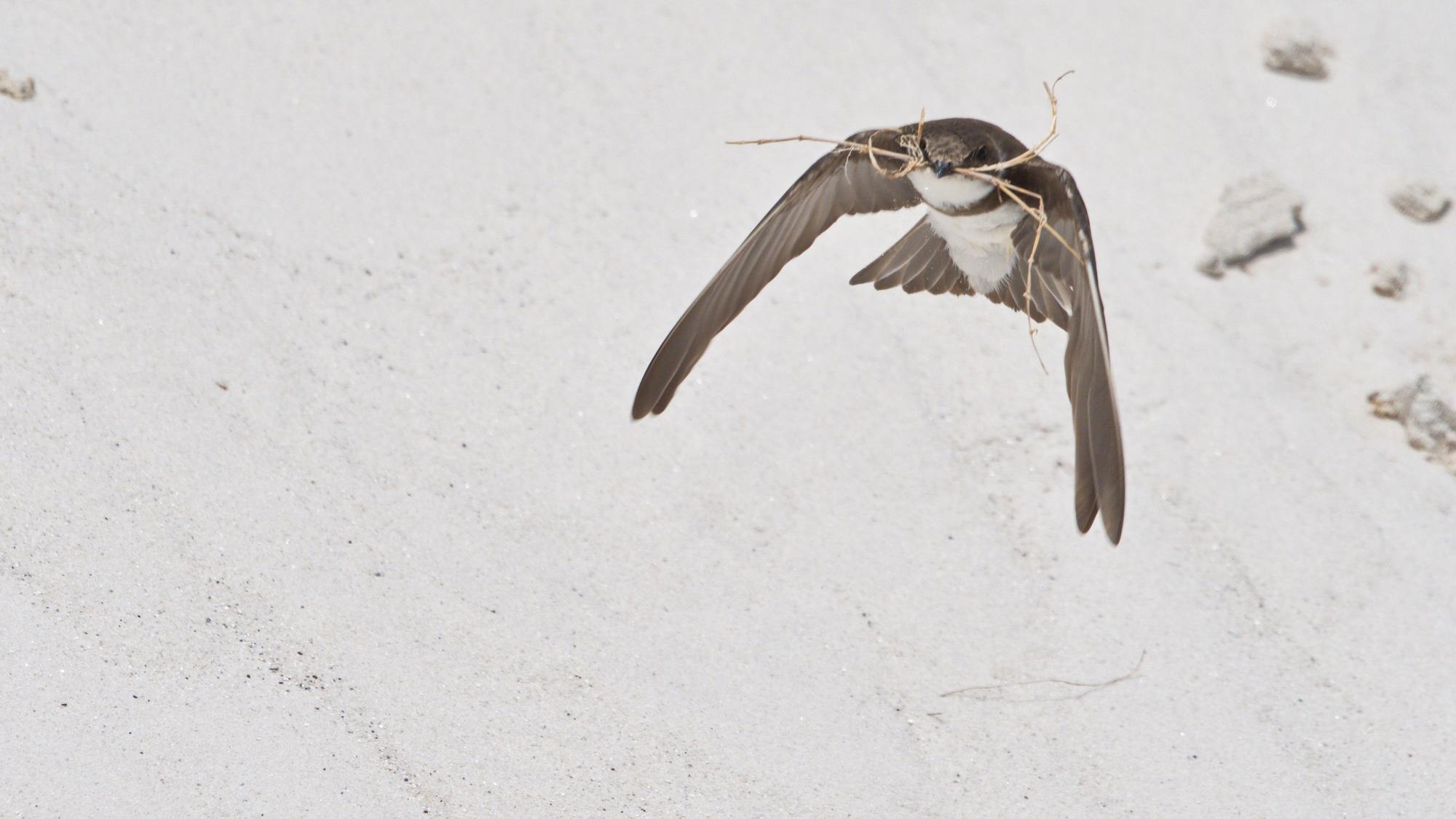 Das Foto zeigt eine Uferschwalbe im Flug, im Schnabel trägt sie Zweige.