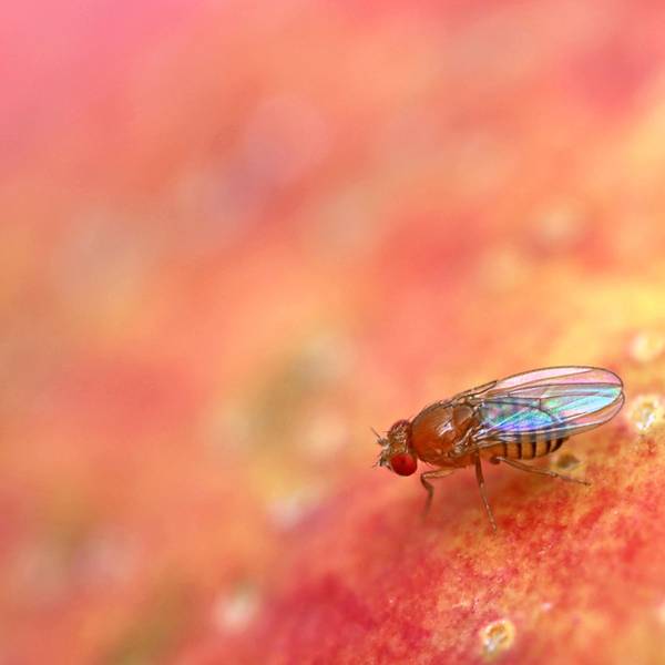 Eine Nahaufnahme einer Fruchtfliege – Drosophila Melanogaster – auf einem roten Apfel.