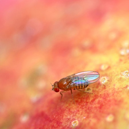 Eine Nahaufnahme einer Fruchtfliege – Drosophila Melanogaster – auf einem roten Apfel.