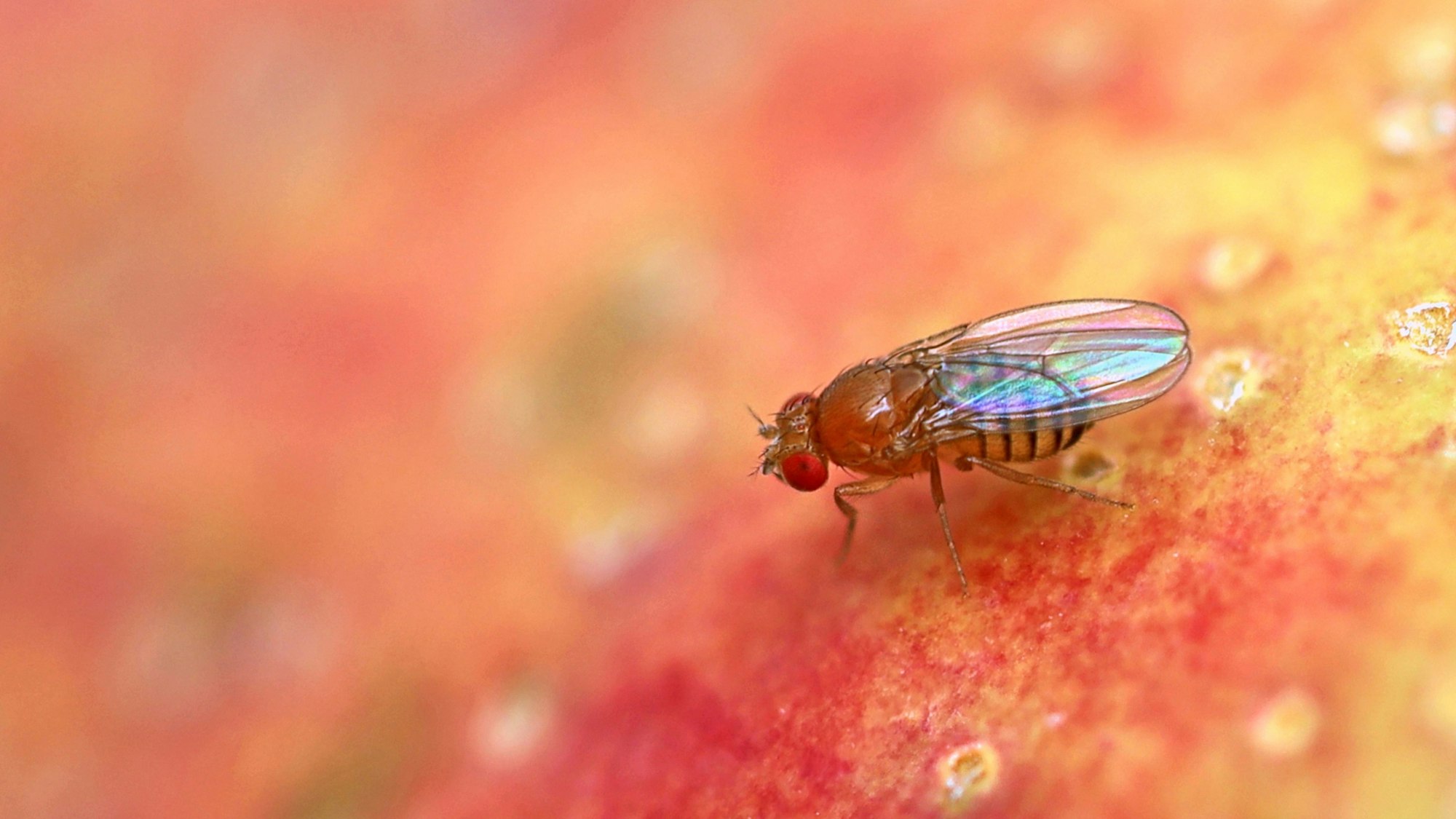 Eine Nahaufnahme einer Fruchtfliege – Drosophila Melanogaster – auf einem roten Apfel.