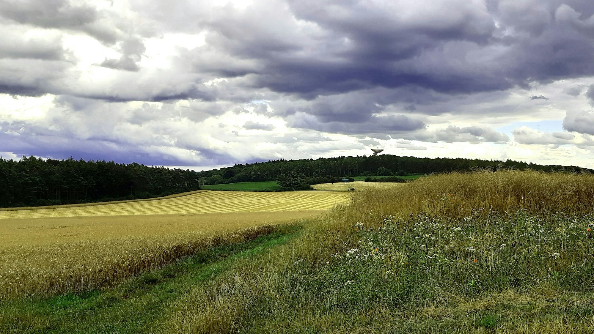 Auf dem stimmungsvollen Foto ist links ein teilweise abgeerntetes Getreidefeld zu sehen, rechts eine Wiese mit hohen Gräsern, im Hintergrund ist klein der Astropeiler Stockert zu erkennen. Am Himmel sind tief hängende, graue Gewitterwolken.