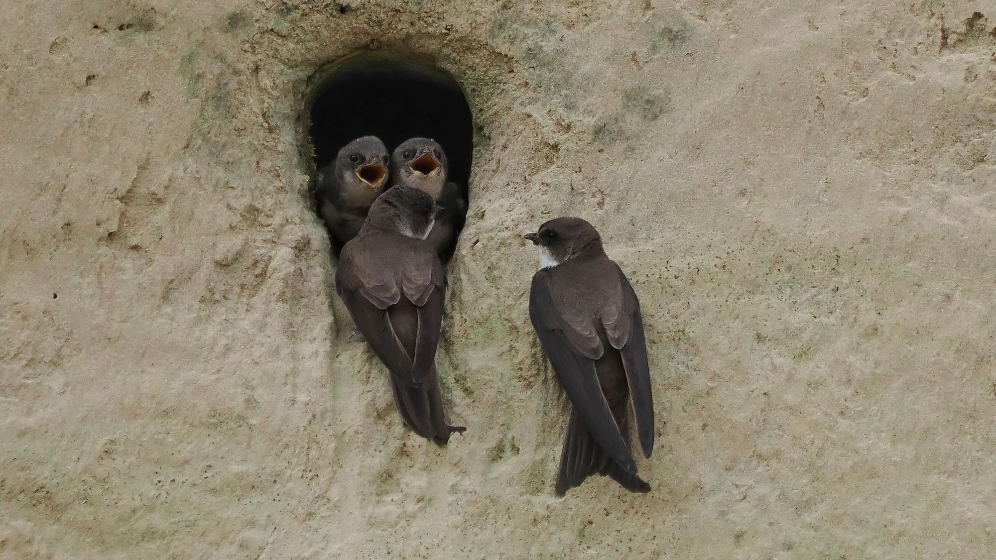 Zwei Jungvögel schauen aus der Bruthöhle, sie warten auf Nahrung.