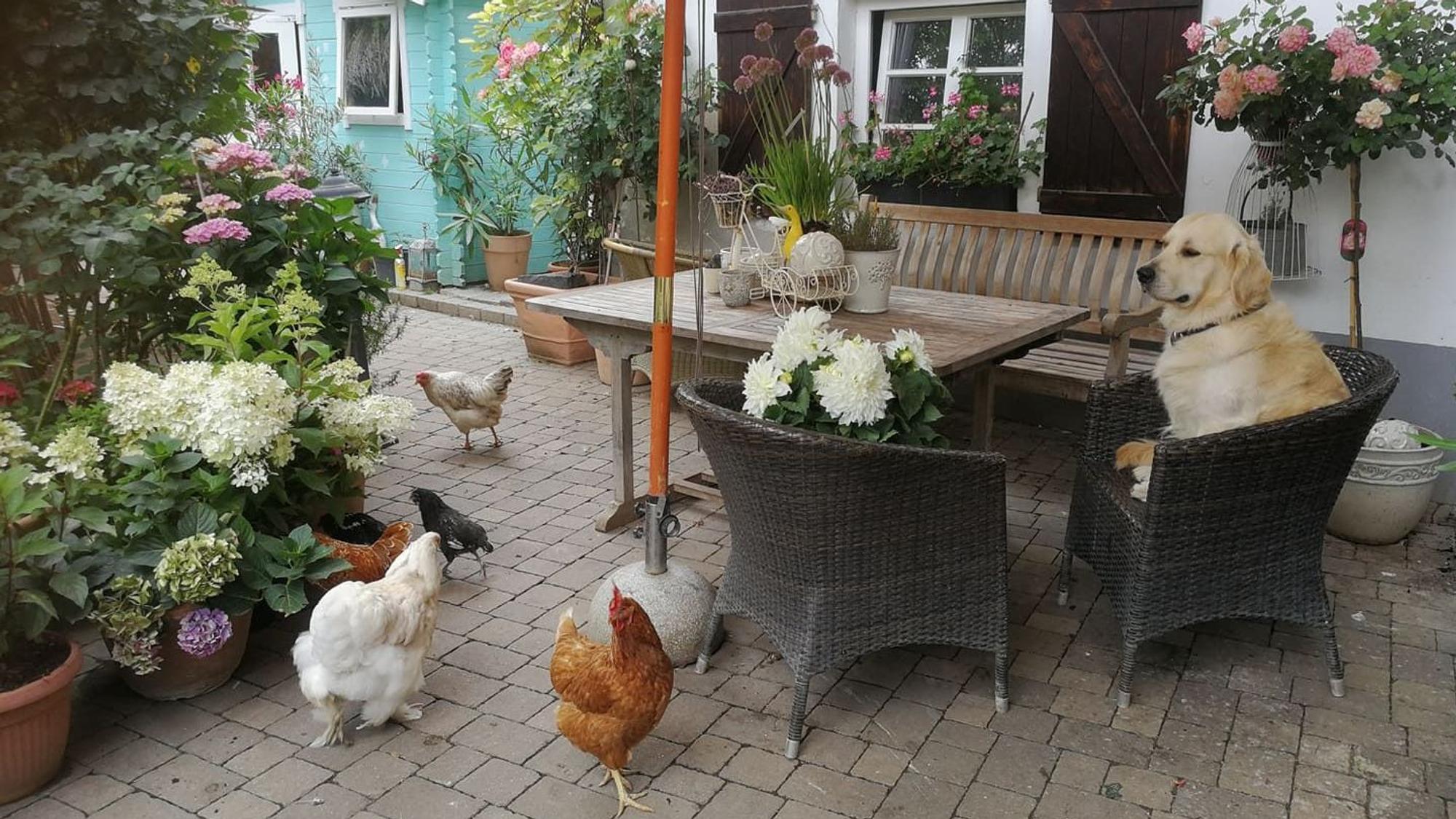 09.08.2023 Meckenheim: Simone Düllmann-Peckert macht bei dem Wettbewerb „Schönster Garten NRW“ mit.