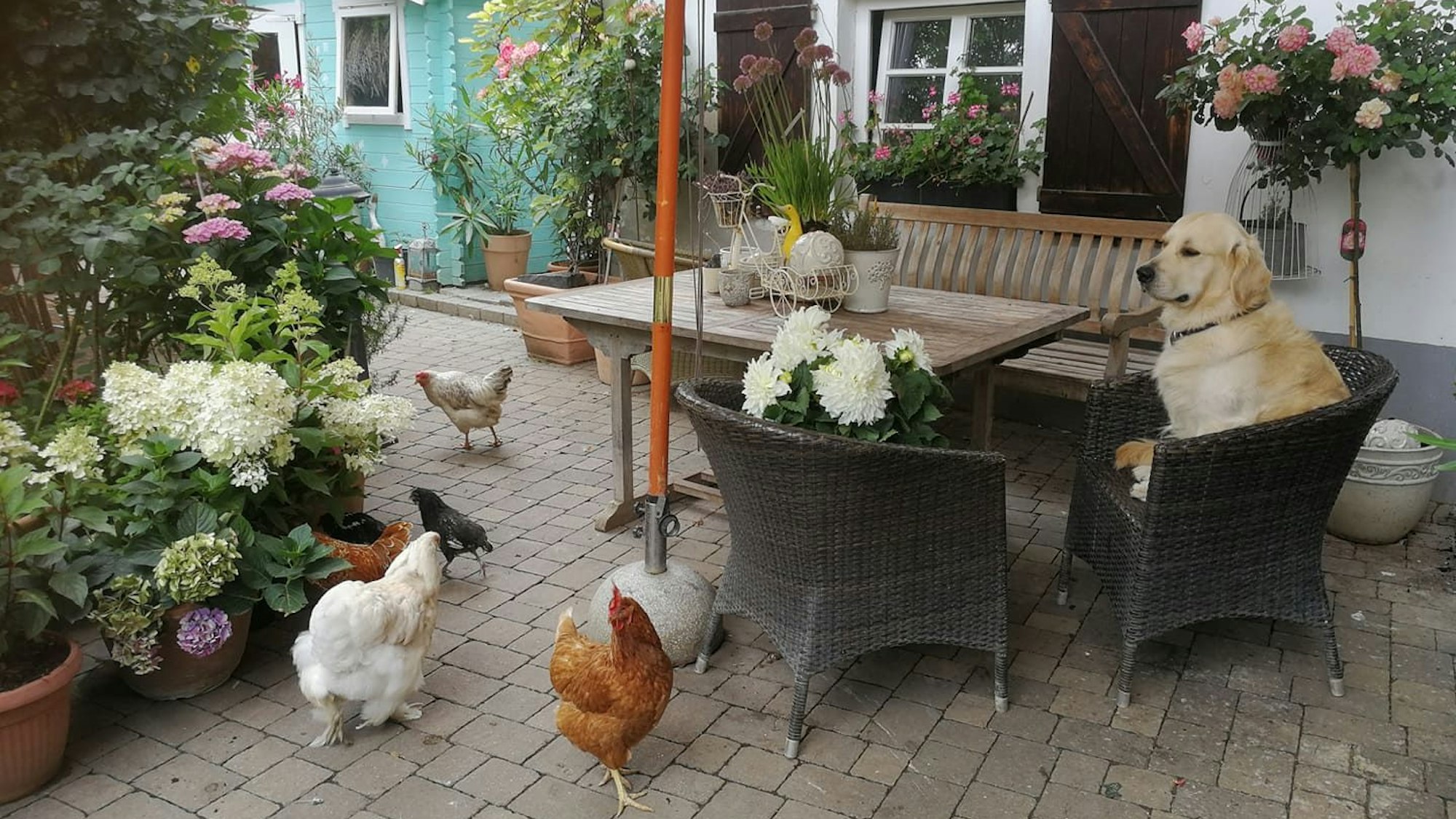 09.08.2023 Meckenheim: Simone Düllmann-Peckert macht bei dem Wettbewerb „Schönster Garten NRW“ mit.