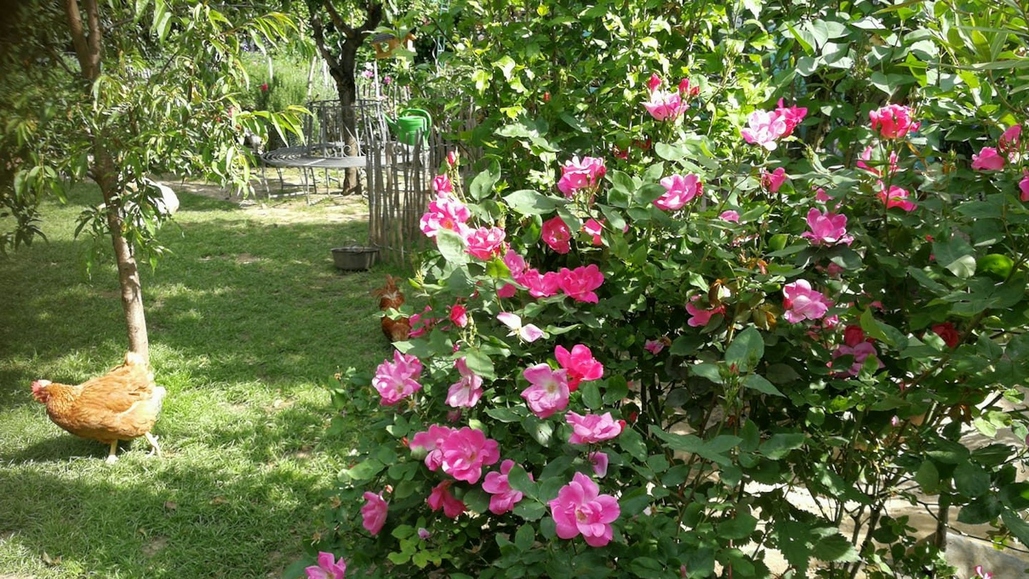09.08.2023 Meckenheim: Simone Düllmann-Peckert macht bei dem Wettbewerb „Schönster Garten NRW“ mit.