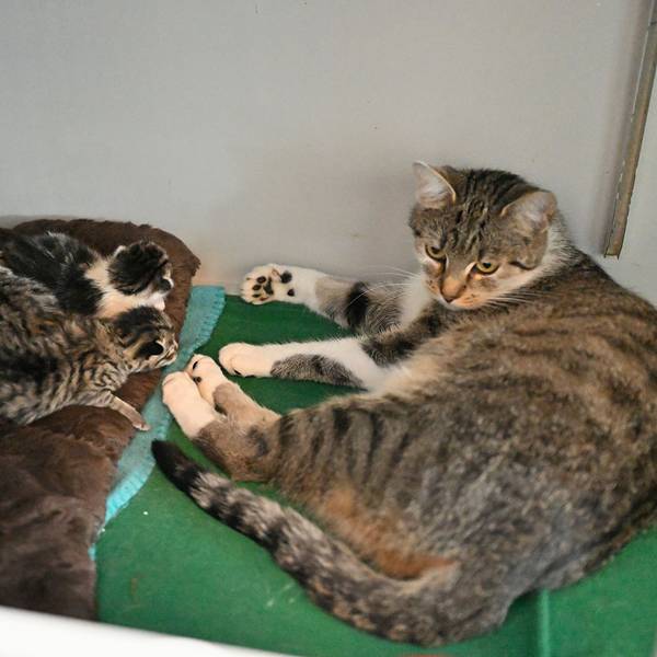 Eine Mutterkatze und ihre fünf Jungen liegen in einem Raum des Tierheims Kürten.