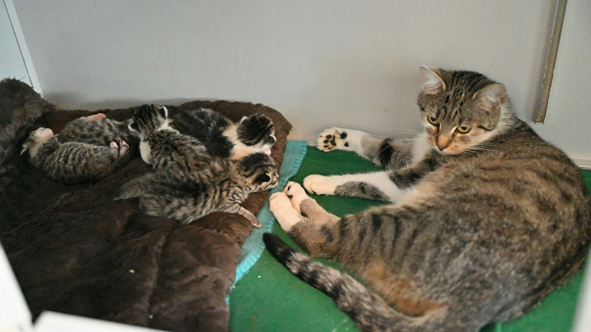Eine Mutterkatze und ihre fünf Jungen liegen in einem Raum des Tierheims Kürten.
