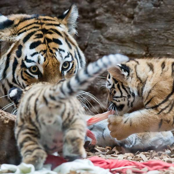 Zwei junge sibirische Tiger fressen mit ihrer Mutter im Gehege im Tiergarten.