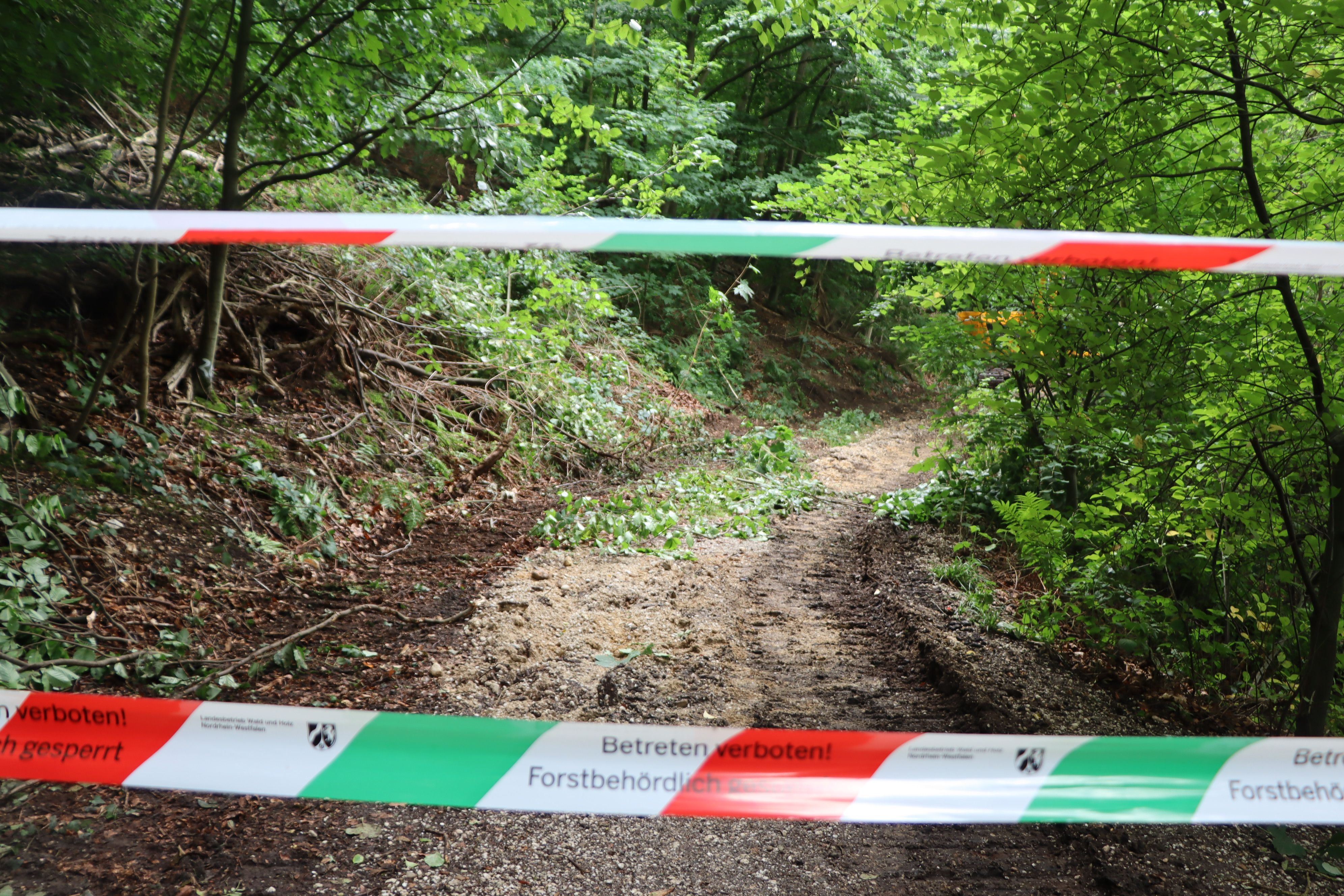Flatterband vor einem Waldweg.