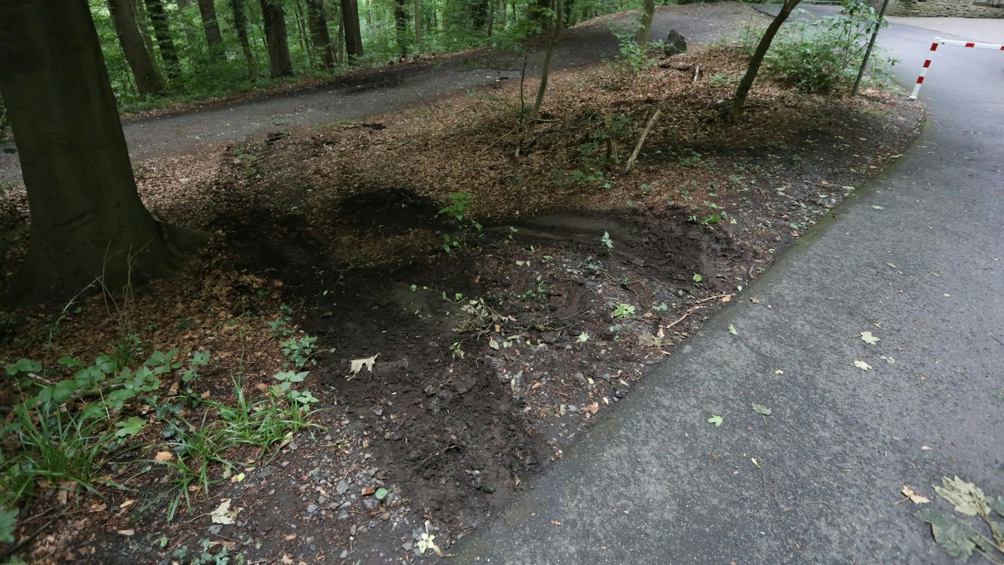 Fahrspuren auf dem Waldstück zeigen, dass Autofahrer die Schranke querfeldein umfahren.