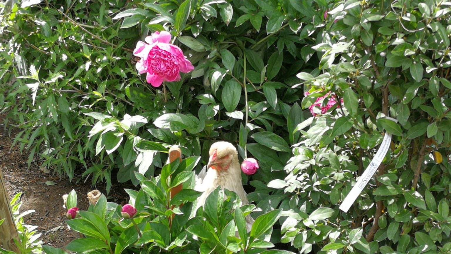 09.08.2023 Meckenheim: Simone Düllmann-Peckert macht bei dem Wettbewerb „Schönster Garten NRW“ mit.
