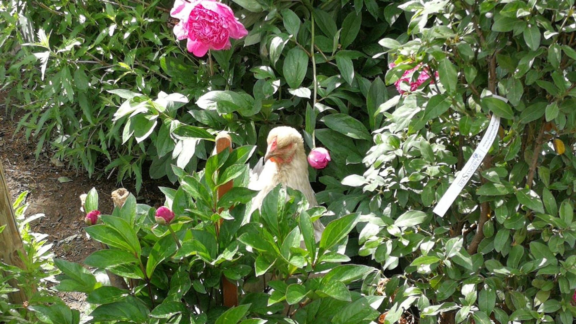 09.08.2023 Meckenheim: Simone Düllmann-Peckert macht bei dem Wettbewerb „Schönster Garten NRW“ mit.