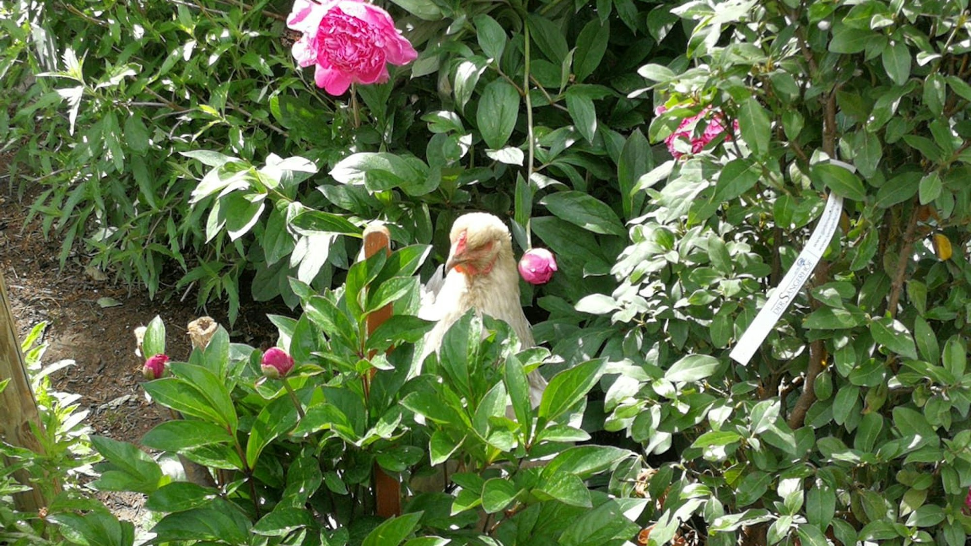 09.08.2023 Meckenheim: Simone Düllmann-Peckert macht bei dem Wettbewerb „Schönster Garten NRW“ mit.