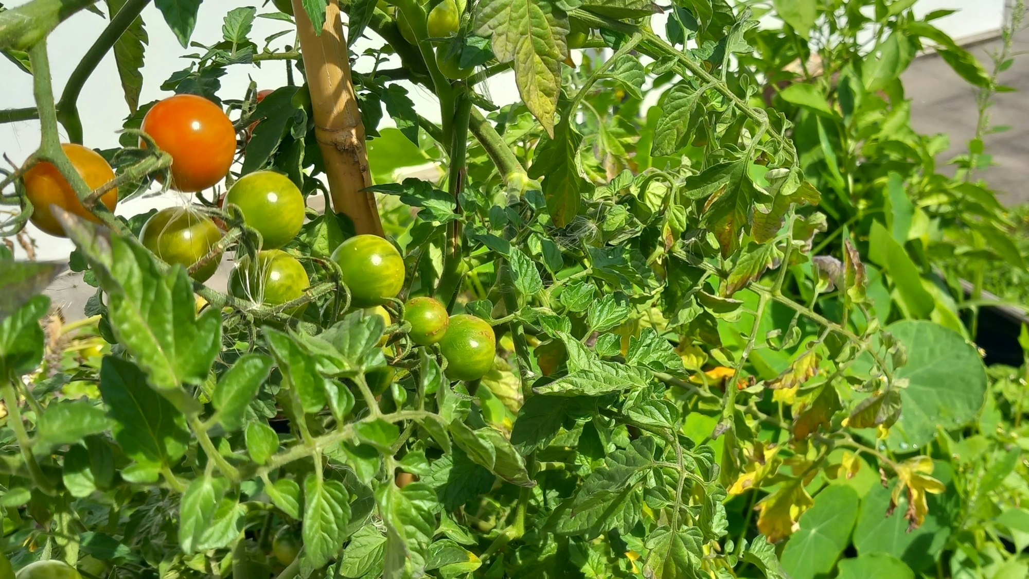 Ein Tomatenstrauch mit grünen Tomaten, die sich langsam rot färben.